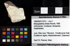 Foto (Objket + Etiketten) von Mesogalathea striata (Remeš, 1895) 